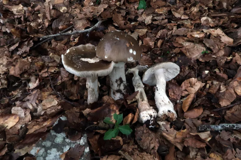 Amanita excelsa 1 - IMG_7127